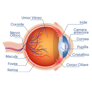 Oculistica